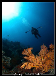 Taken at Menjangan Island, West Bali... by Teguh Tirtaputra 